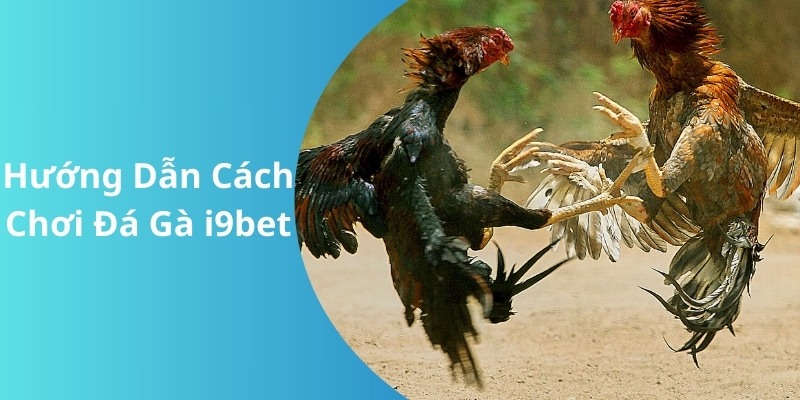 Giới thiệu sơ lược về sân chơi đá gà i9bet